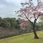 Sakura22⭐︎プロフ必読の画像