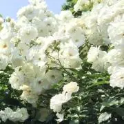 まる