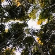 MIKA(7/3ー7/6発送NG)の画像