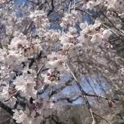 Springの画像