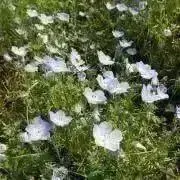 みみぃの画像