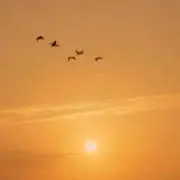 BBの画像