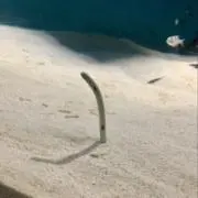 いしし