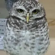 プロフ必読☆ちぇりんの画像