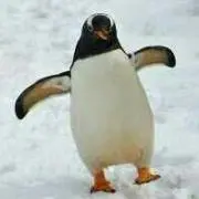 ぴよきち