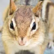 シマリス