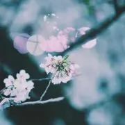 みれいの画像