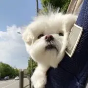 00の画像