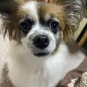 りすけの画像