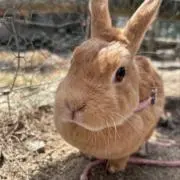 pipipiの画像