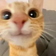 Kの画像