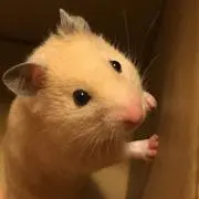 リルちゃんの画像