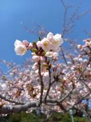 らぶるの画像