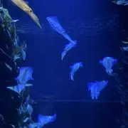 tomoの画像