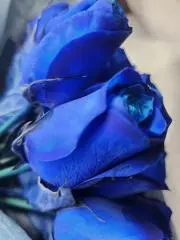 ニーナの画像