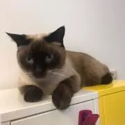 ぽんもみなつまるの画像