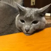 RWOLFの画像