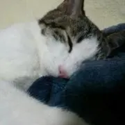コゥ