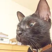 michelの画像