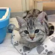 みあの画像