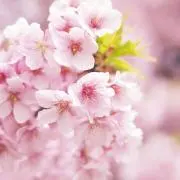 はな