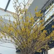 ヒロの画像