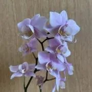 xiaosimego