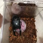 タイヤキ