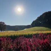 カールぽんの画像