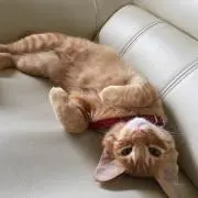 ごんの画像