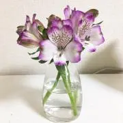 ちみ