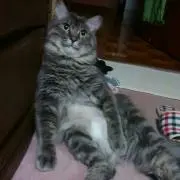 Seehaa