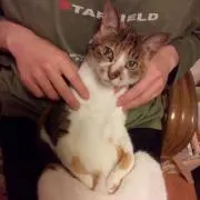 カナ㌧