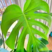 まめく商会風✴︎観葉植物再開！の画像