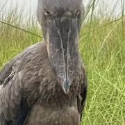 はしびろ