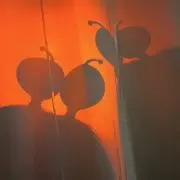 菜の画像