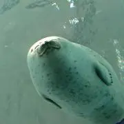 むんの画像