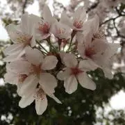 Riezon☆の画像