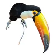 S.Sの画像