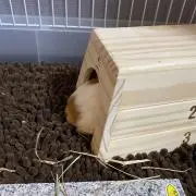 翡翠のうさぎ