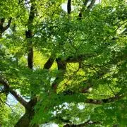 momoの画像