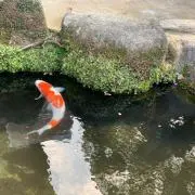 ミカ