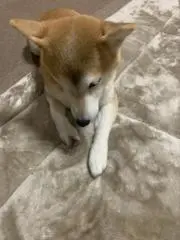 ゆうちゃんの画像