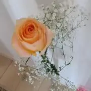 221の画像