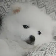 リネンの画像