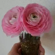べらの画像