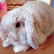セカオワとかウサギとか最近はイナ戦とかも