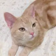 あきにゃん