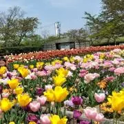 あむろんの画像