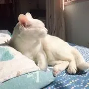 ニャンニャンの画像